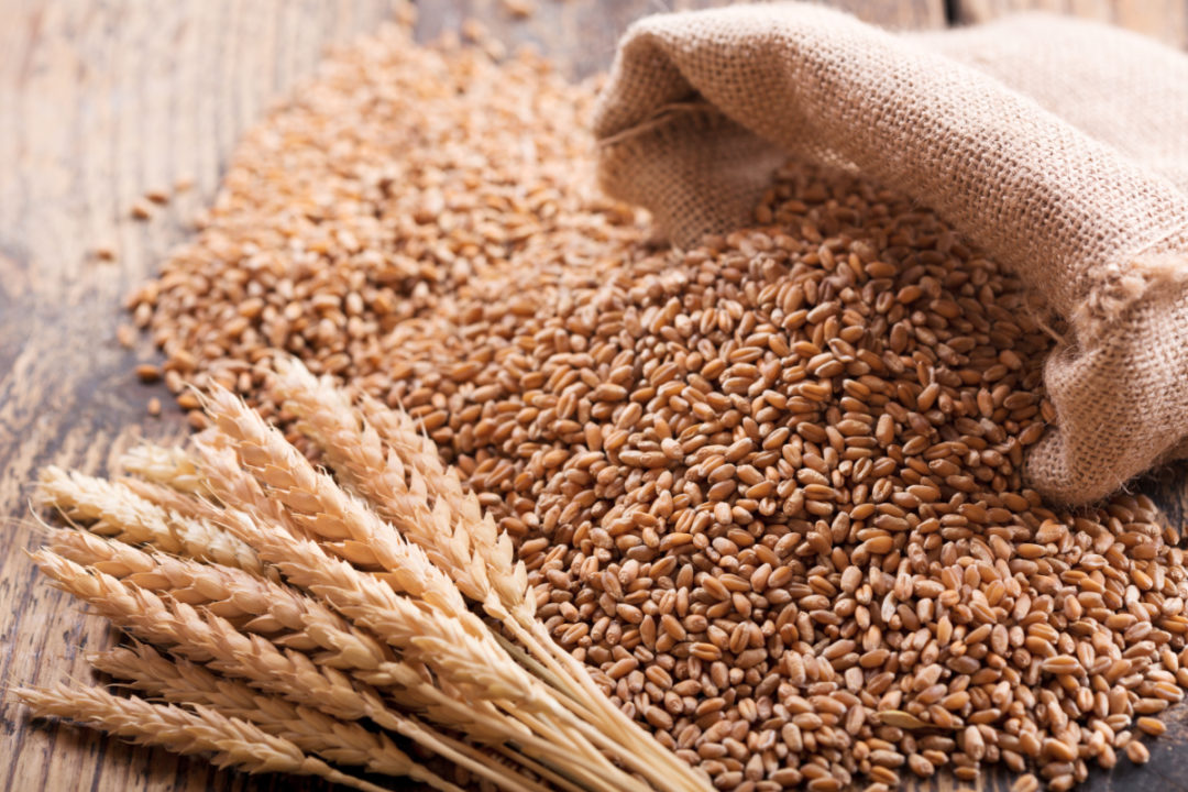 Tiến độ thu hoạch lúa mì vụ xuân được đẩy nhanh ở Mỹ là yếu tố tạo sức ép lên giá trong phiên mở cửa sáng nay