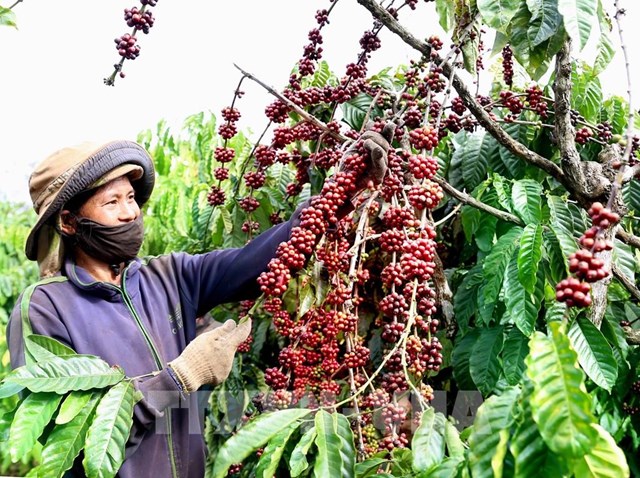 Xuất khẩu cà phê được lợi nhờ EVFTA