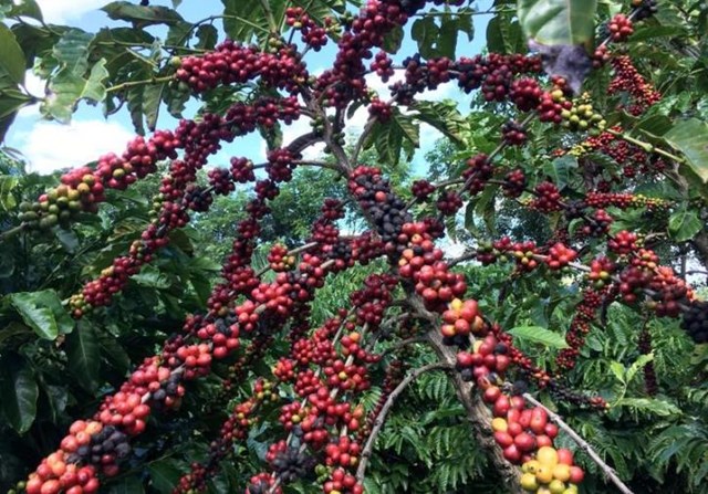 Xuất khẩu cà phê của Brazil giảm gần 13%