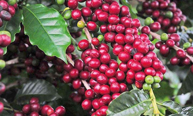 Giá cà phê tuần 32 (09/8 – 14/8): Tuần tăng khá cả ở trong nước và thế giới
