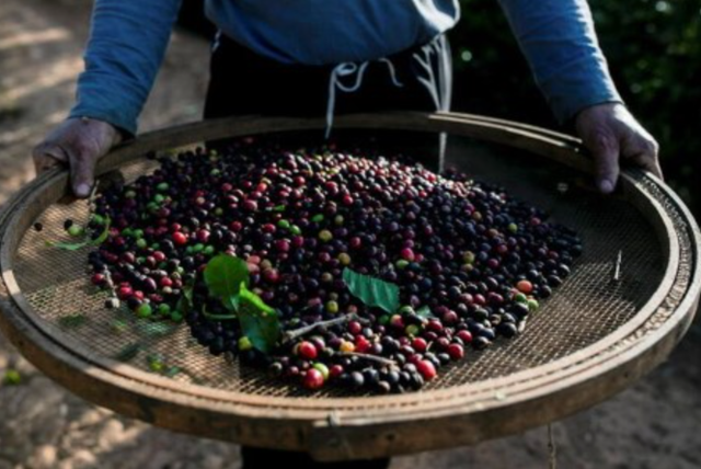 Brazil: Thu hoạch cà phê niên vụ 2021/22 đã gần kết thúc