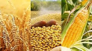 Giá ngũ cốc 26/8: Ngô và đậu tương giảm, lúa mì tăng