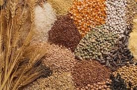 Nguồn cung lúa mì suy giảm trên toàn thế giới