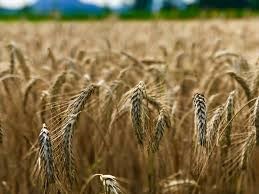 Lúa mì Pháp bị ảnh hưởng bởi các vấn đề về chất lượng