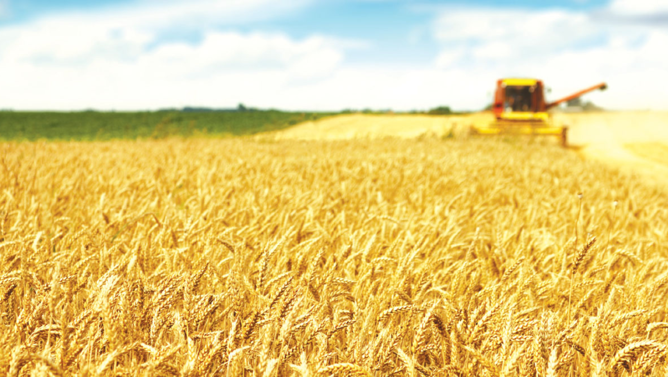 Đà tăng của giá lúa mì có thể sẽ tiếp tục mở rộng trong phiên hôm nay