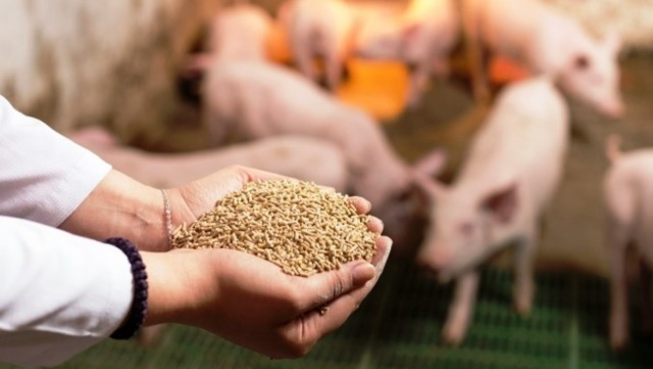 Thị trường nguyên liệu biến động mạnh, chiến lược nào cho các doanh nghiệp chăn nuôi?