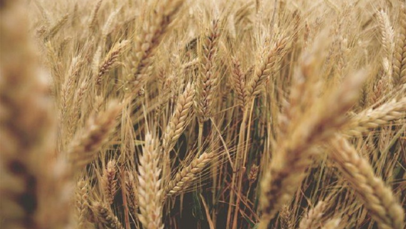 Triển vọng xuất khẩu của Ukraine sẽ là yếu tố hỗ trợ ngắn hạn cho giá lúa mì