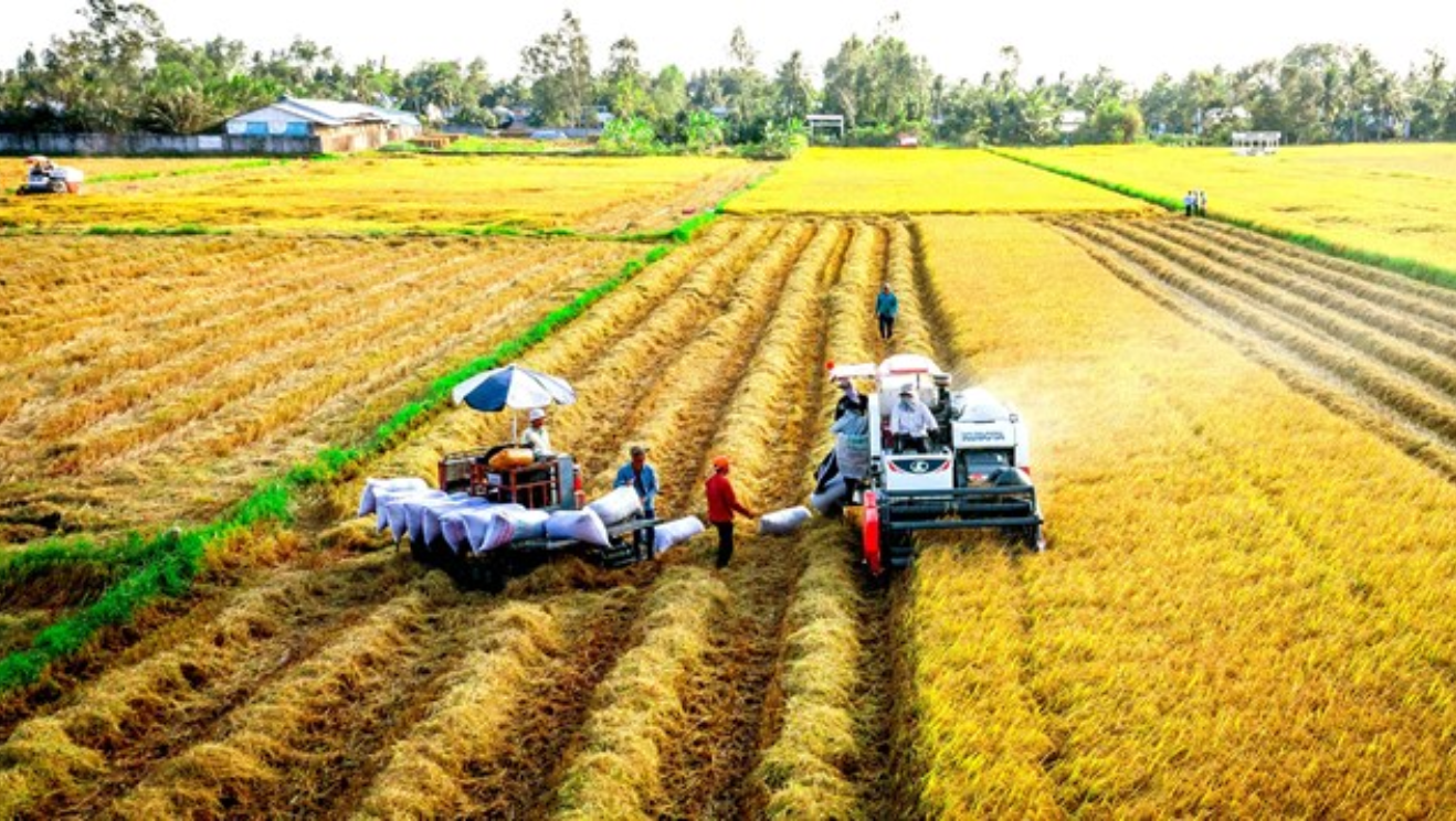 Việt Nam đẩy mạnh xuất khẩu gạo, tiềm năng dẫn đầu làn sóng mới