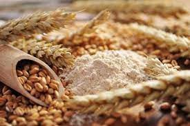 Giá ngũ cốc ngày 20/8: Lúa mì tăng do lo ngại về nguồn cung