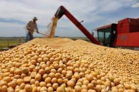 Thu hoạch đậu tương tại Argentina giảm nhẹ