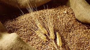 Giá ngũ cốc ngày 15/9: Lúa mì giảm 2% do lo ngại về nguồn cung toàn cầu