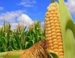 Argentina lập kỷ lục thu hoạch ngô, đậu tương giảm diện tích gieo trồng