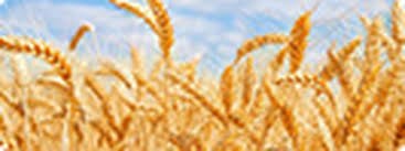 Pháp cắt giảm dự báo sản lượng lúa mì năm 2021 do thời tiết không thuận lợi