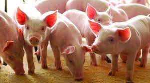 USDA: Dự báo giá thịt lợn tiếp tục giảm