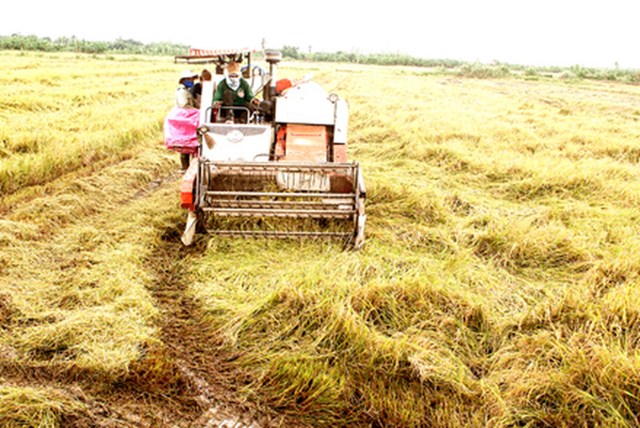 USDA dự báo sản lượng - tiêu thụ - tồn trữ gạo thế giới (báo cáo tháng 9/2021)