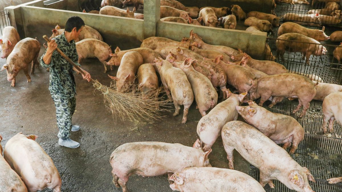 TQ: Phát hiện dịch tả lợn Châu Phi ở lợn con tại Trùng Khánh