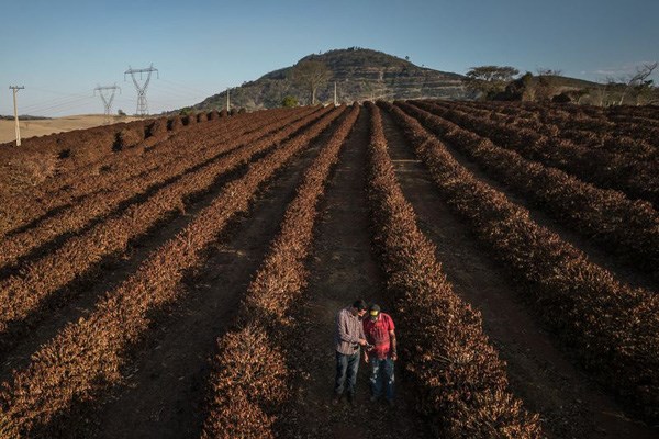 Nông dân trồng cà phê ở Brazil mất trắng vì biến đổi khí hậu
