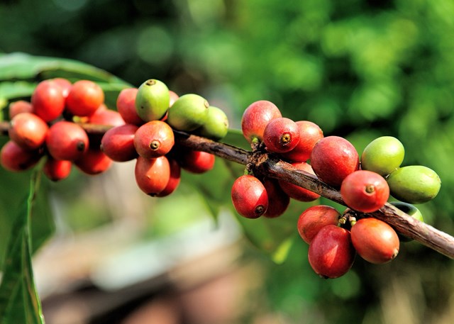Giá cà phê chiều nay 29/10: Thị trường thế giới đang trông đợi sản lượng vụ mới của Việt Nam