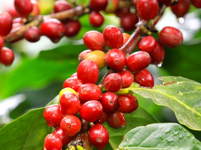 Giá cà phê tuần 41 (11/10 – 16/10): Thiếu cung tại Brazil có thể kéo dài 3 năm do biến đổi khí hậu