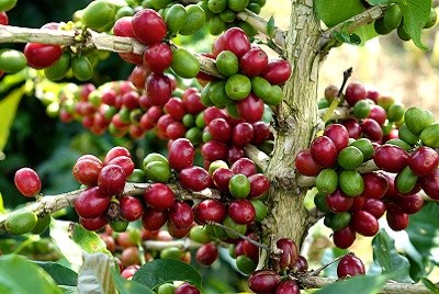 Giá cà phê hôm nay 22/10: Uganda thay thế Ấn Độ trở thành nước xuất khẩu cà phê lớn thứ 5 thế giới 