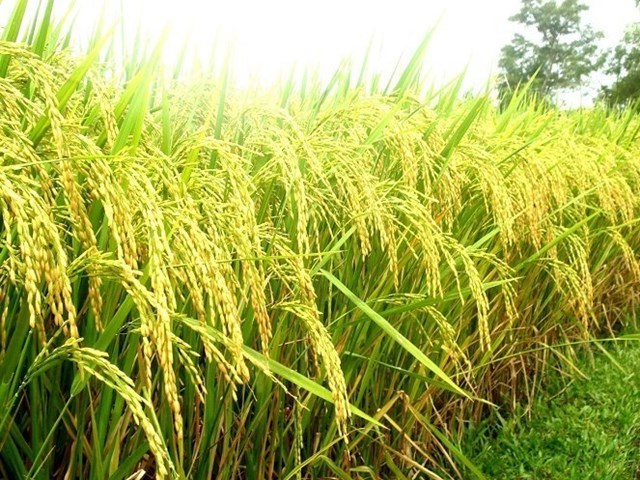USDA nâng dự báo về sản lượng gạo thế giới vụ 2021/11