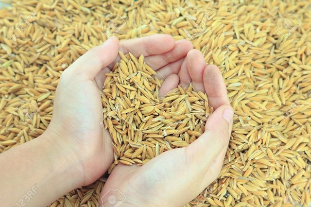 USDA dự báo sản lượng - tiêu thụ - tồn trữ gạo thế giới (báo cáo tháng 10/2021)