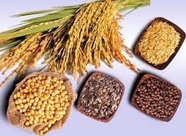 Giá ngũ cốc hôm nay 21/10: Ngô, đậu tương, lúa mì tăng do nhu cầu mạnh mẽ