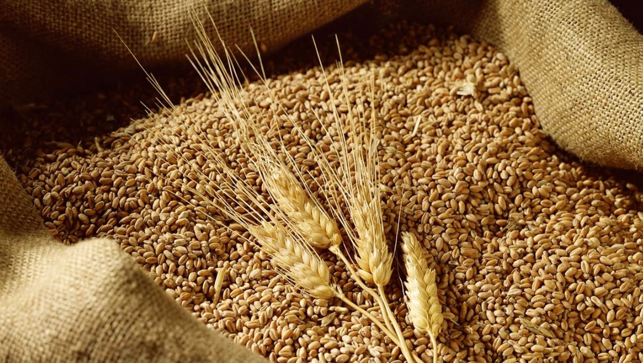 Giá lúa mì có khả năng sẽ quay trở lại vùng hỗ trợ 572 trong phiên tối