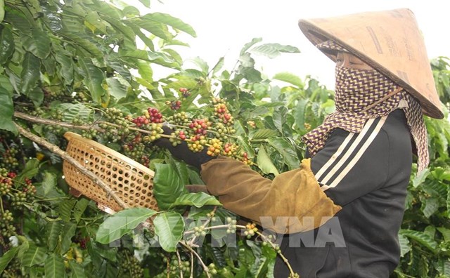 Năm 2021, các tỉnh Tây Nguyên tái canh, cải tạo được gần 14.900 ha cà phê