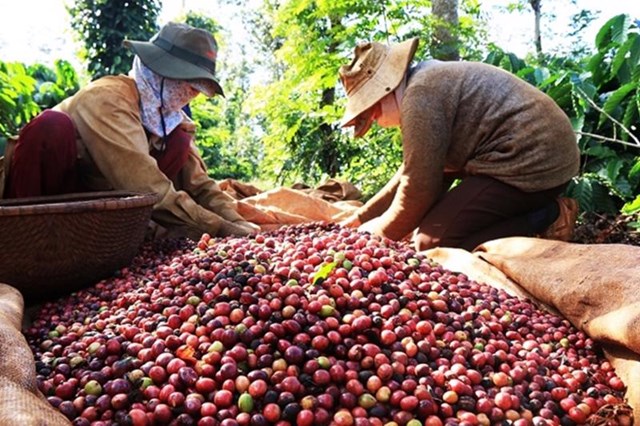 Xuất khẩu cà phê hướng tới mục tiêu 3 tỷ USD