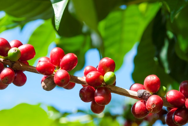 Giá cà phê tăng mạnh mà nông dân Tây Nguyên vẫn lỗ “sặc gạch” (Bài 2): Vì sao “Phú quý giật lùi“?