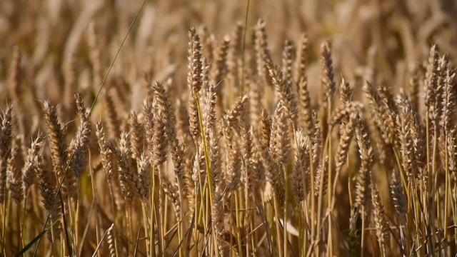 Thời tiết ở các khu vực gieo trồng lúa mì chính đang là yếu tố hỗ trợ cho giá