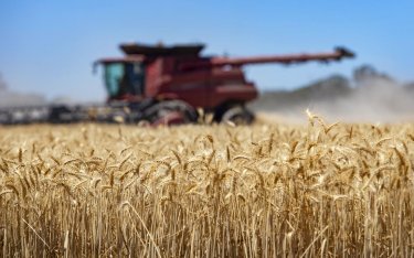 Giá lúa mì thế giới tăng vọt, lo ngại thiếu hụt nguồn cung đáng kể trong thời gian tới                                    