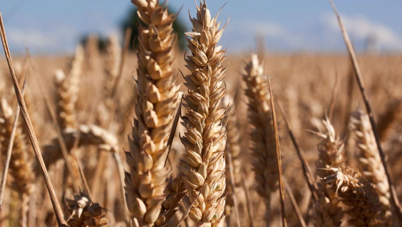 Giá lúa mì có thể duy trì đà hồi phục trong hôm nay