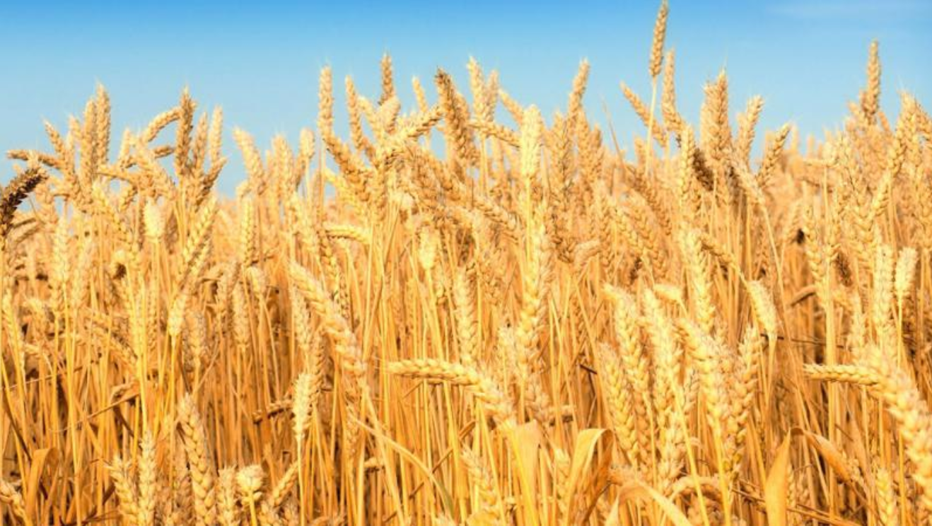 Căng thẳng Nga - Ukraine nóng trở lại sẽ hỗ trợ giá lúa mì