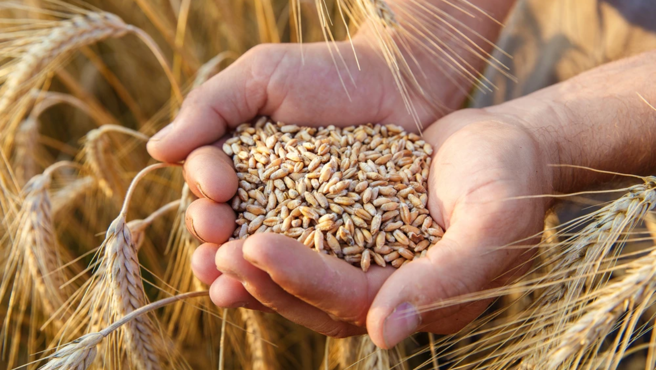 Giá lúa mì có thể sẽ được hỗ trợ từ vùng 600 trong phiên hôm nay