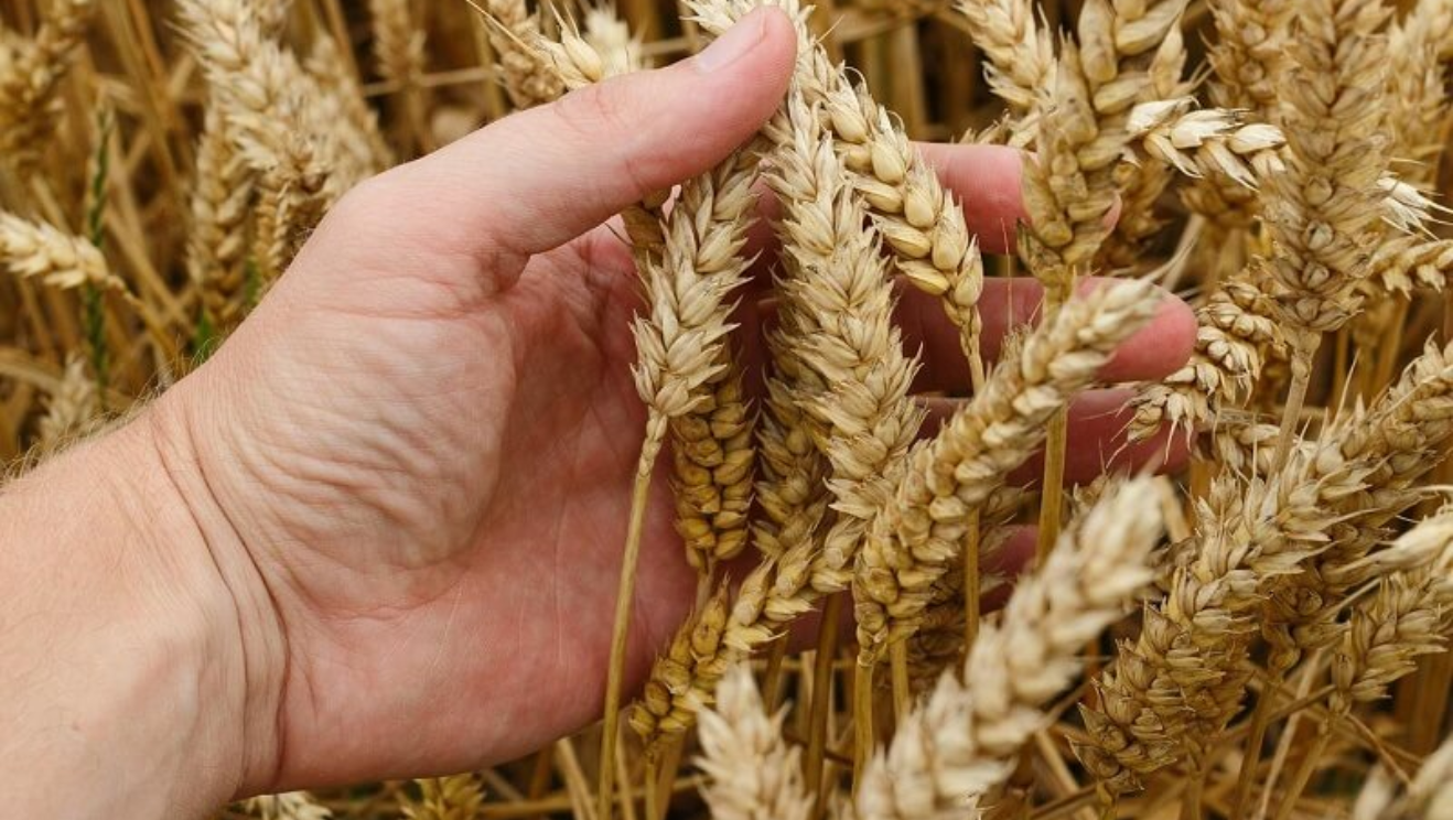 Giá lúa mì có thể tiếp tục suy yếu trong ngày hôm nay
