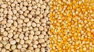 Thị trường Thức Ăn Chăn Nuôi thế giới ngày 07/10/2019: Lúa mì, ngô và đậu tương đồng loạt tăng
