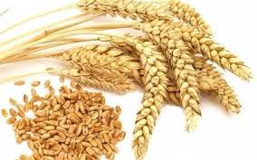 Thị trường Thức Ăn Chăn Nuôi thế giới ngày 21/10/2019: Lúa mì giảm 1%