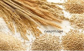 Thị trường Thức Ăn Chăn Nuôi thế giới ngày 24/10/2019: Lúa mì tăng phiên thứ 2 liên tiếp