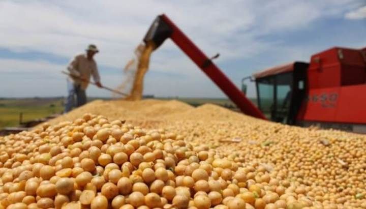 USDA: Tiến độ mùa vụ và tình hình giao hàng ngô, lúa mì và đậu tương Mỹ