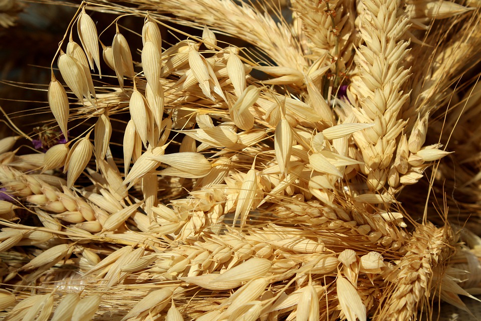 Thị trường Thức Ăn Chăn Nuôi thế giới ngày 19/02/2020: Lúa mì rời khỏi mức cao nhất 3 tuần