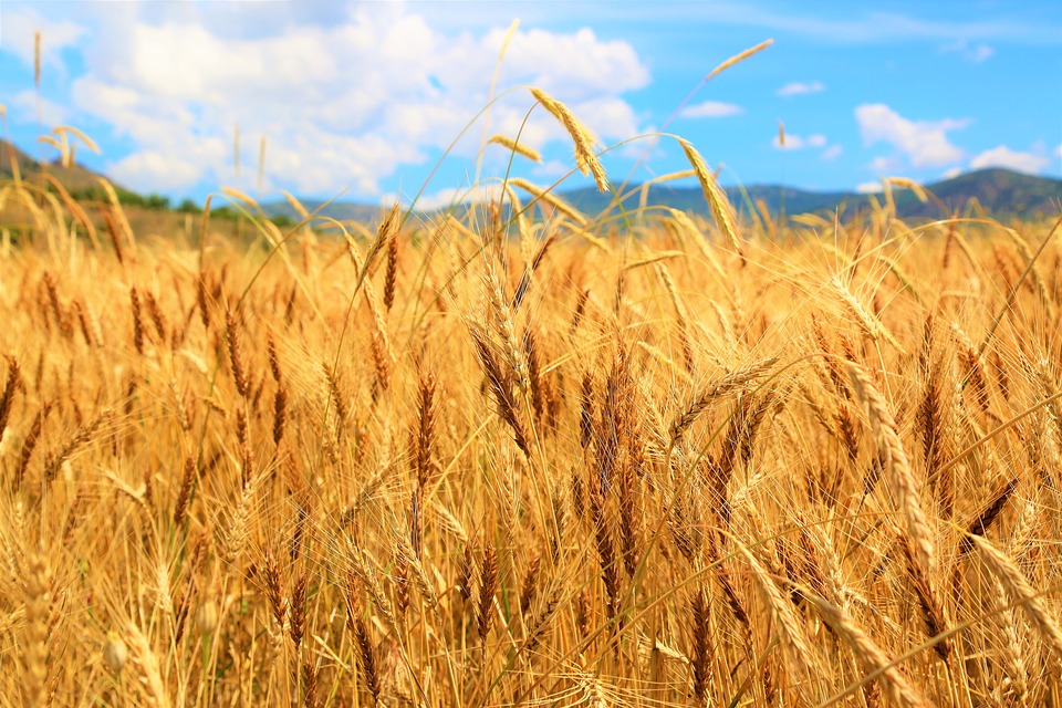 Giá lúa mì Nga tăng do lo ngại nguồn cung sau thời điểm 15/05/2020