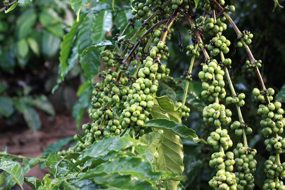 Sản lượng cà phê Việt Nam niên vụ 2020 - 2021 dự báo giảm 15%