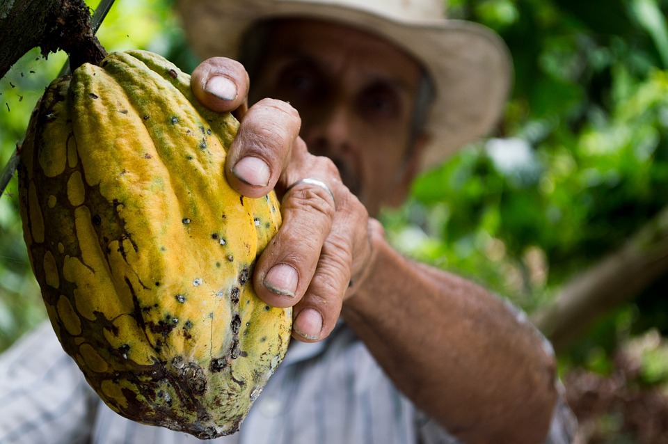 Ngành cacao Ghana được các định chế tài chính quốc tế giải nguy