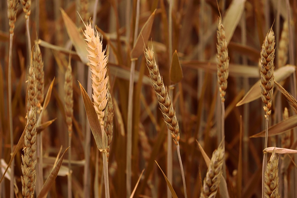 Lúa mỳ tiếp tục tăng thêm sau khi tăng vọt 4% trong hôm qua