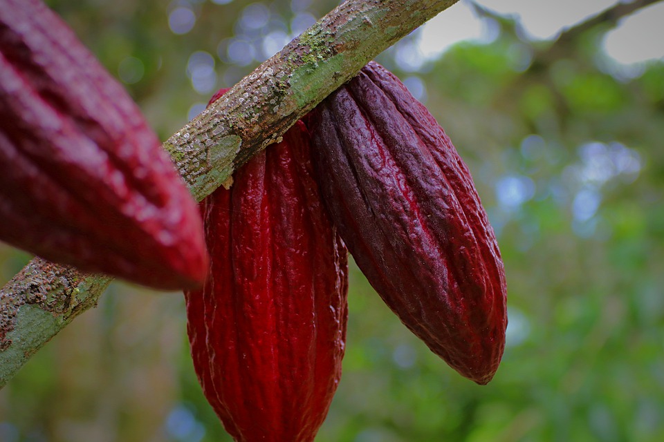 Giá cacao khó duy trì đà phục hồi trong trung hạn