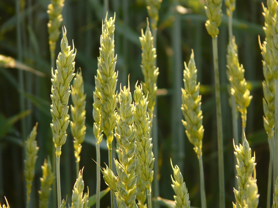 Lúa mỳ tăng vọt do thông tin thiếu hụt nguồn cung tại các nước Biển Đen