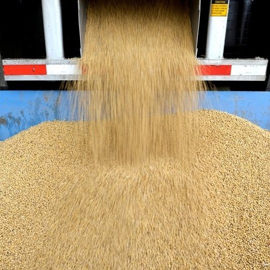 Nga: SovEcon dự báo xuất khẩu lúa mỳ niên vụ 2019/20 đạt 34 triệu tấn