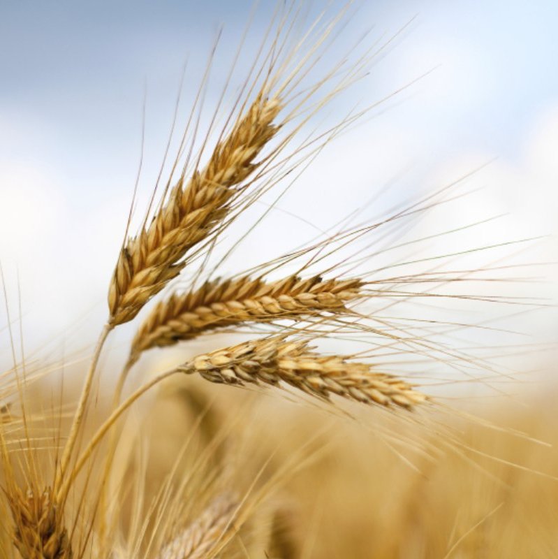 Nga: Giá lúa mỳ xuất khẩu có tuần tăng thứ 4 liên tiếp lên mức $235/tấn